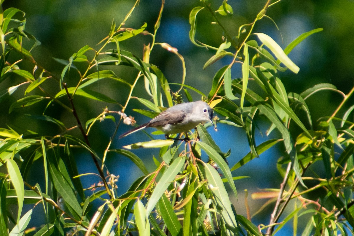 Blue-gray Gnatcatcher - Dawn S