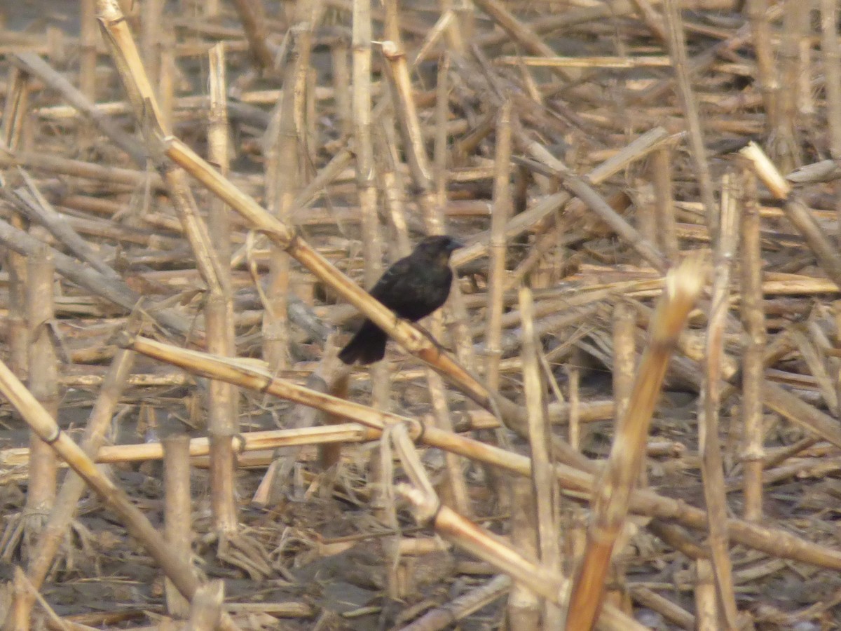 Brown-headed Cowbird - ML619195710