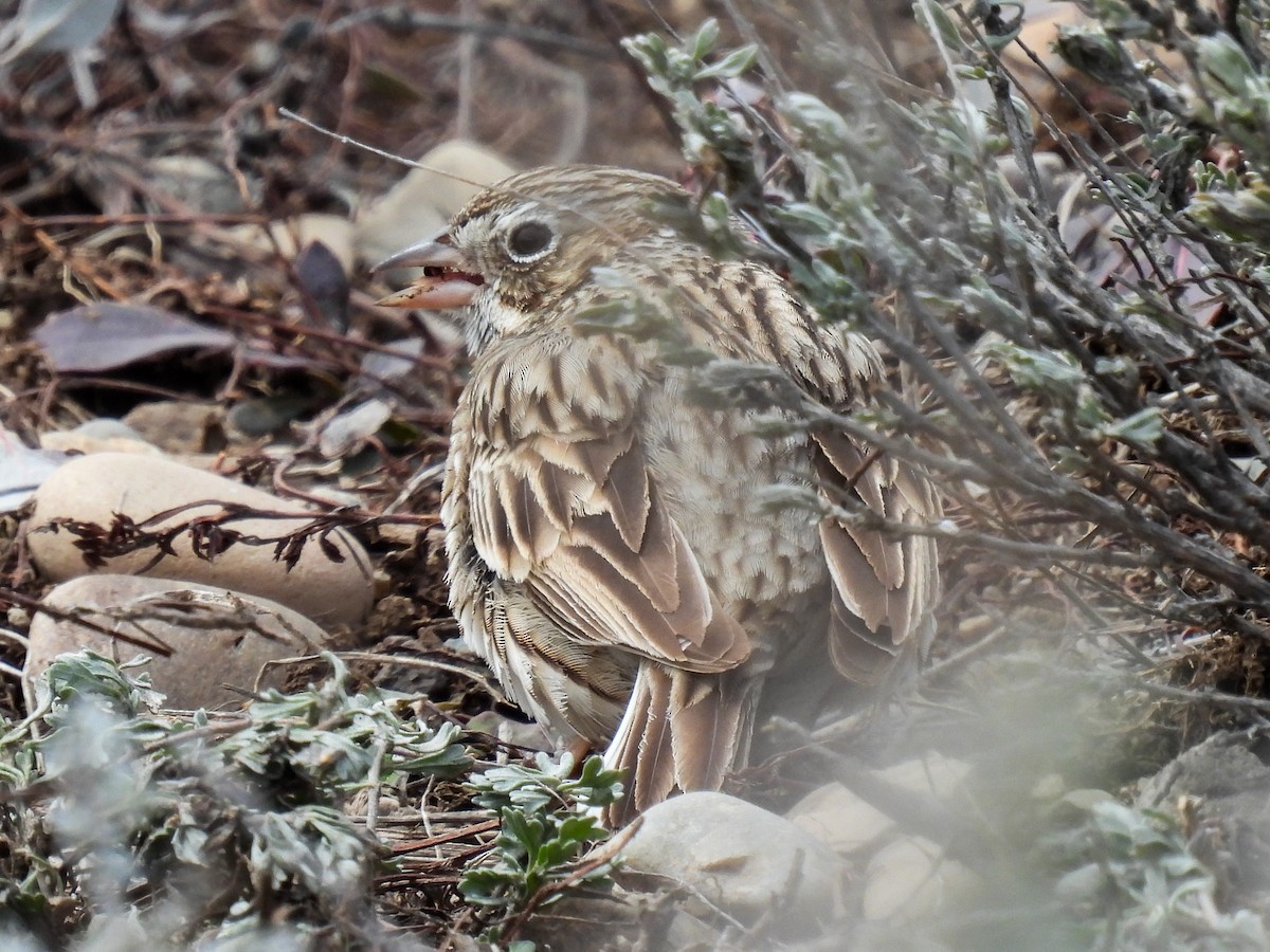 Vesper Sparrow - Sara Gravatt-Wimsatt