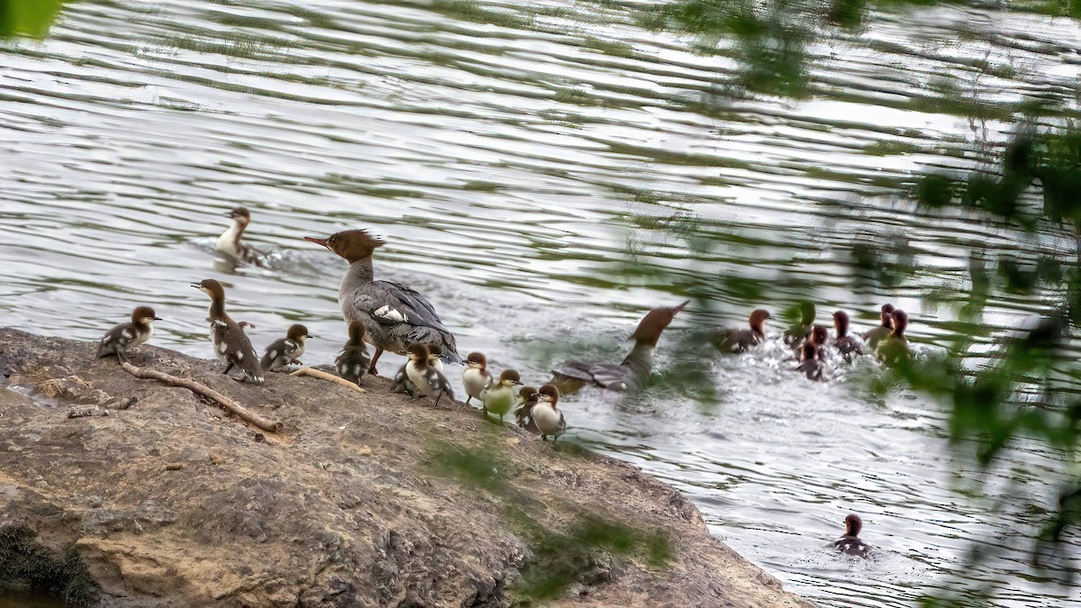 Common Merganser - ML619195729