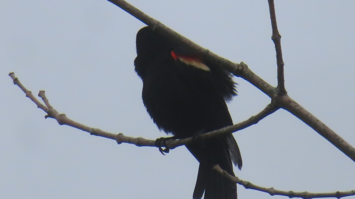 Red-winged Blackbird - Gregory Allen