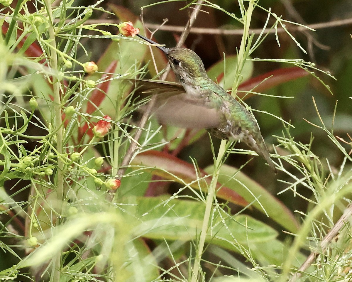 Anna's Hummingbird - Millie and Peter Thomas