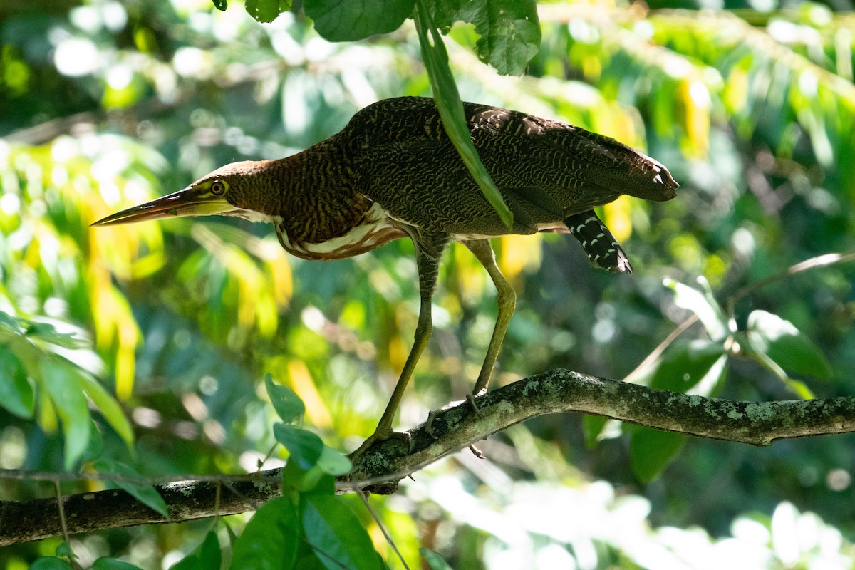 Rufescent Tiger-Heron - Steven Rodríguez