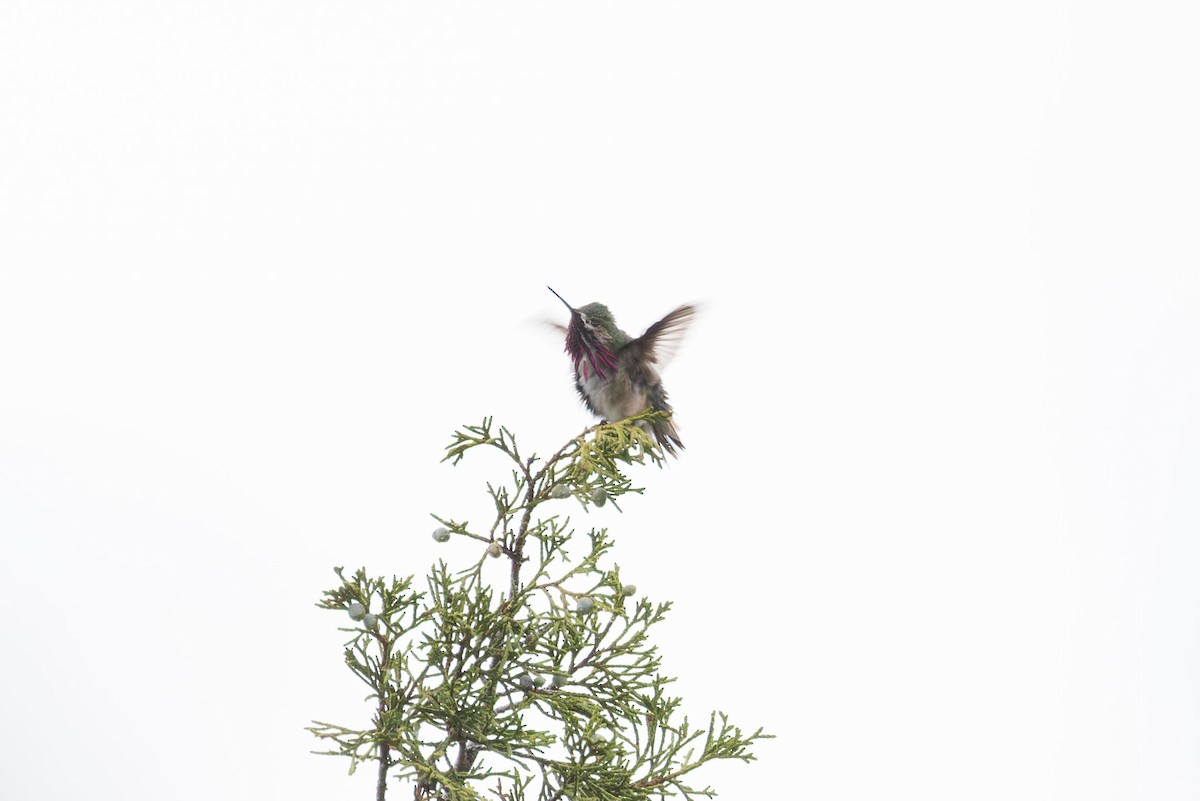 Calliope Hummingbird - Elliott Ress