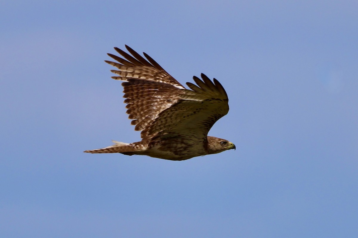 Red-tailed Hawk - Drew Allen