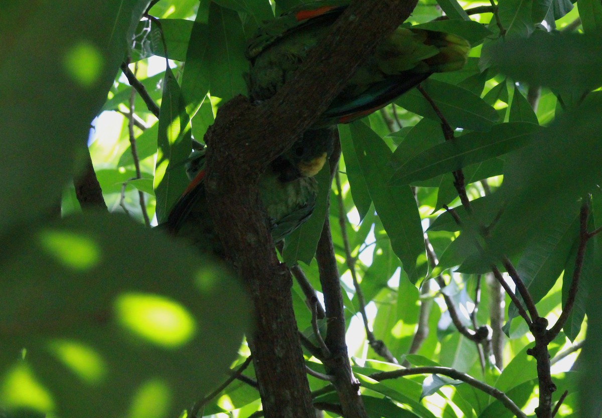 Turquoise-fronted Parrot - ML619195782