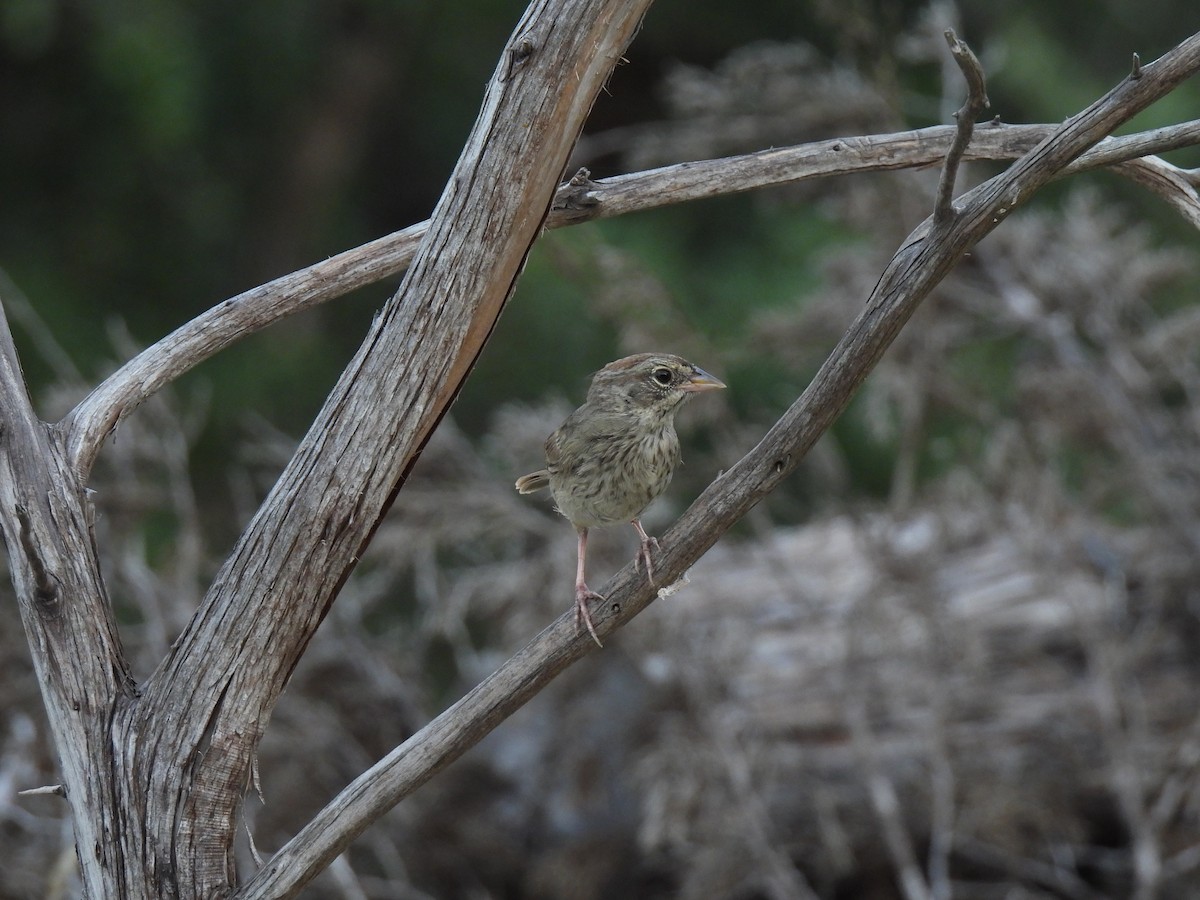 Rufous-crowned Sparrow - Nathan Wahler