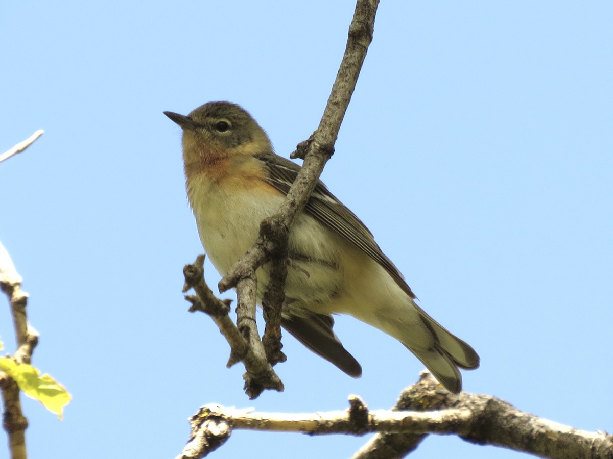 Bay-breasted Warbler - ML619195803