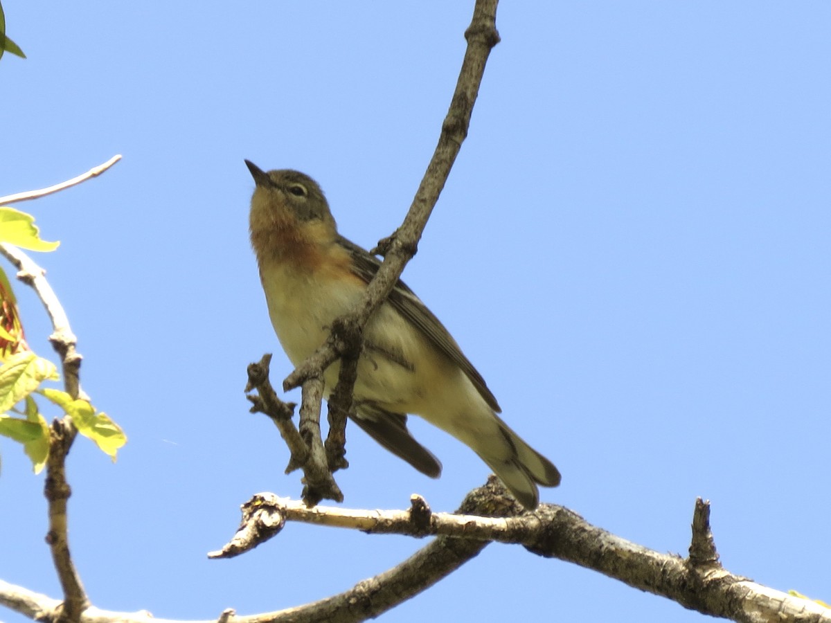 Bay-breasted Warbler - ML619195804