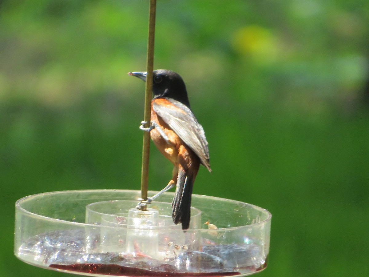 Orchard Oriole - Matthew Thompson