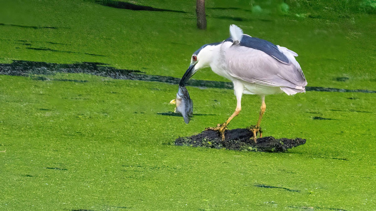 Black-crowned Night Heron - ML619195826