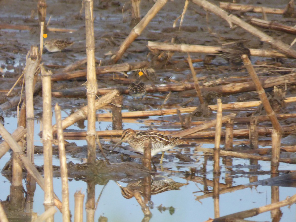 Wilson's Snipe - ML619195833