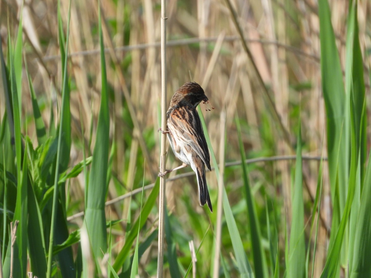 Reed Bunting - AC Verbeek