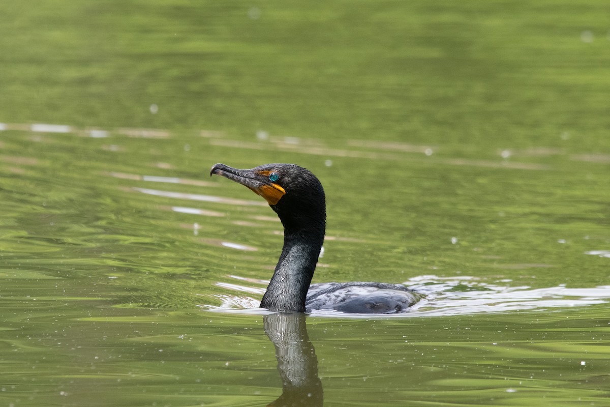 Double-crested Cormorant - ML619195862