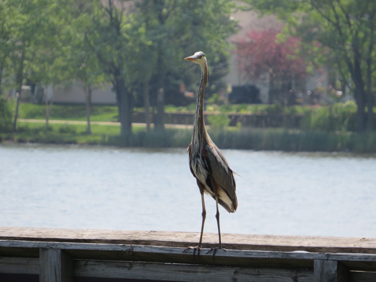 Great Blue Heron - Matthew Thompson