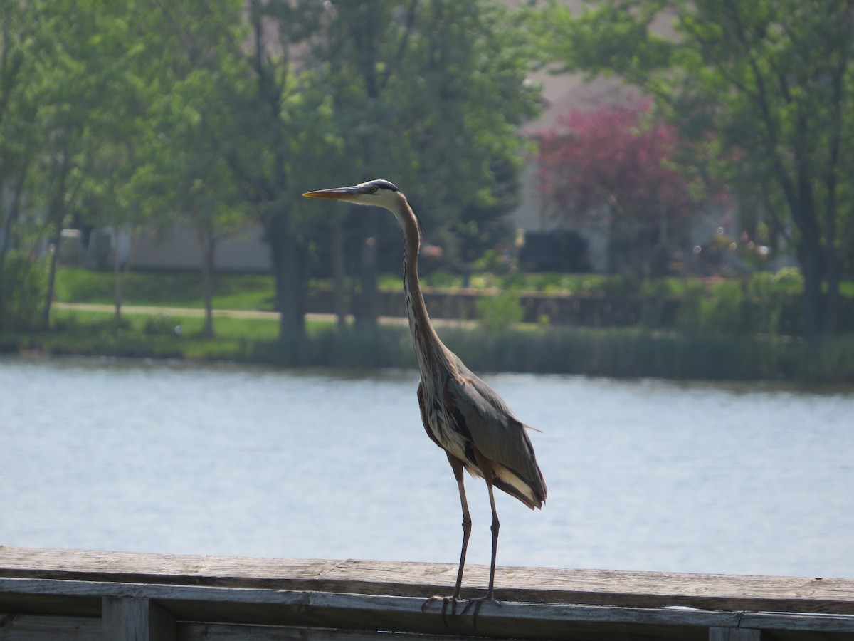 Great Blue Heron - Matthew Thompson