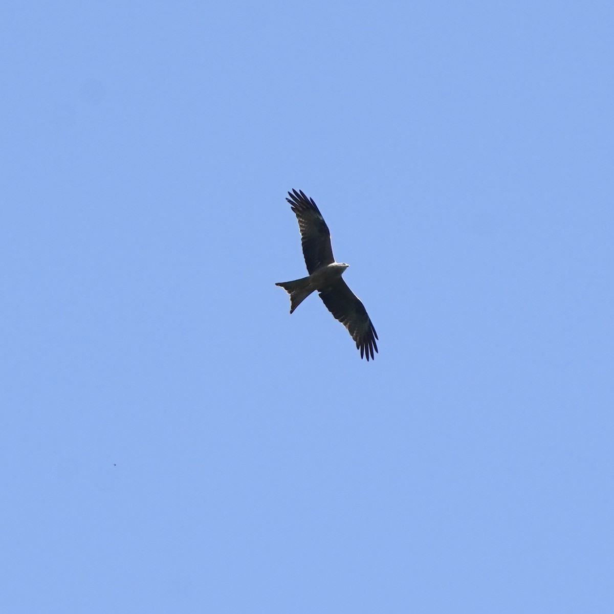 Black Kite - Simon Thornhill