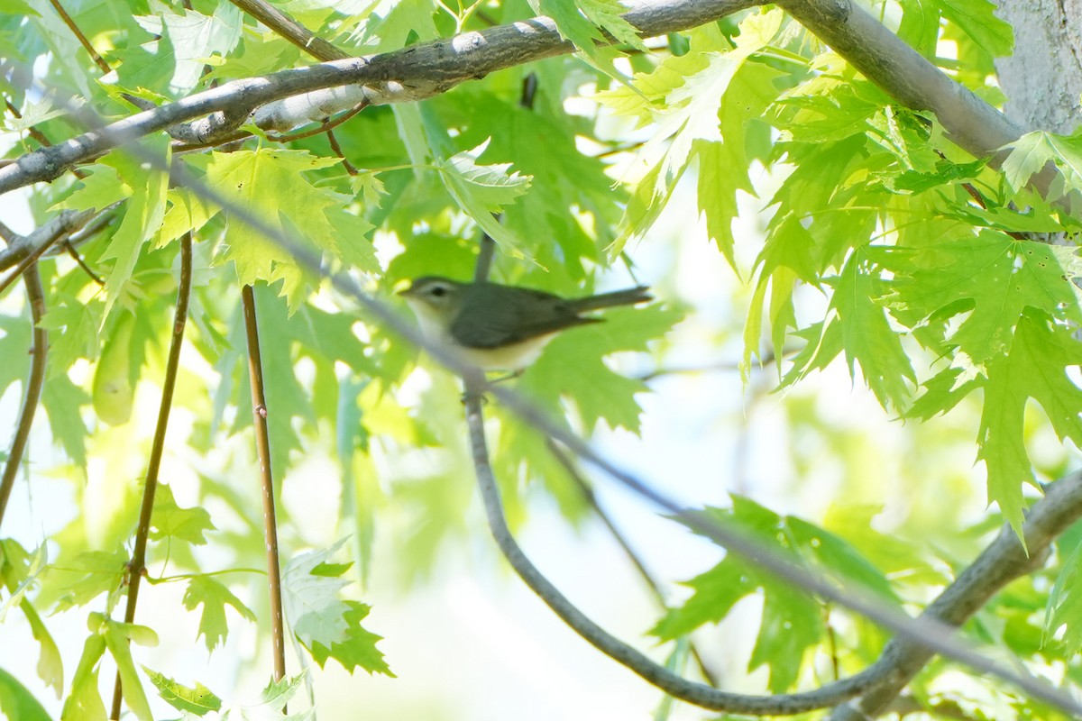 Warbling Vireo - Maneesh Rajvanshi