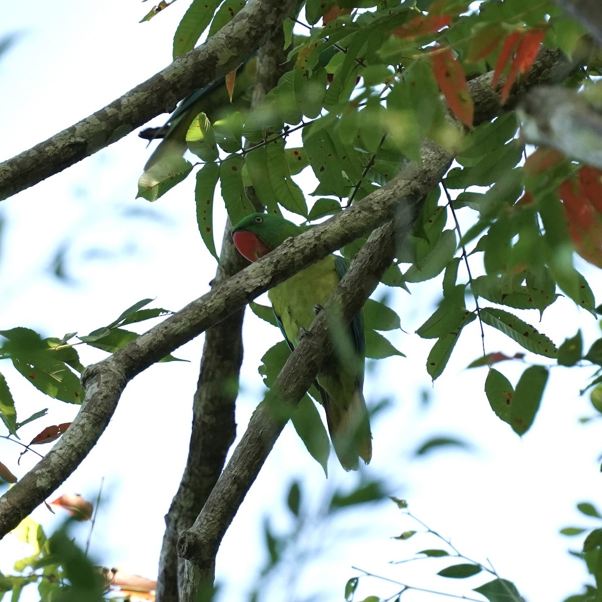 Great-billed Parrot - Simon Thornhill