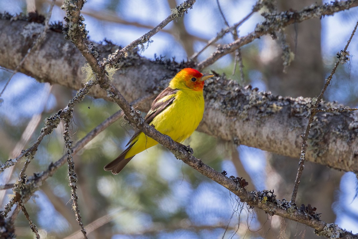 Western Tanager - Elliott Ress