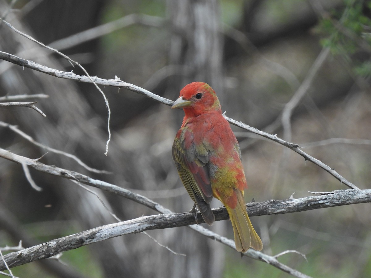 Summer Tanager - ML619195895