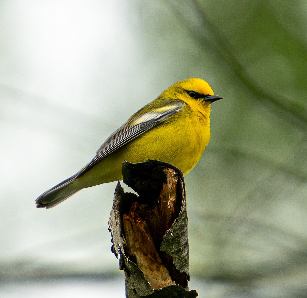 Blue-winged Warbler - Art Webster