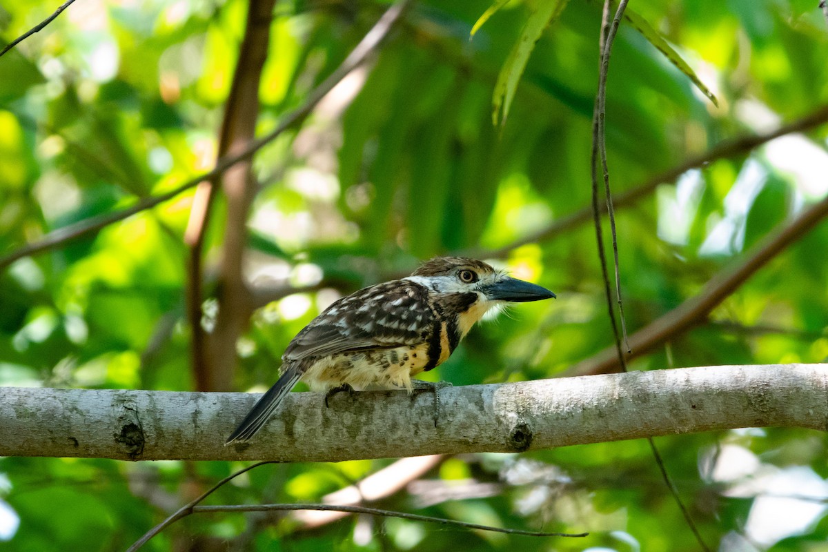 Two-banded Puffbird - Steven Rodríguez