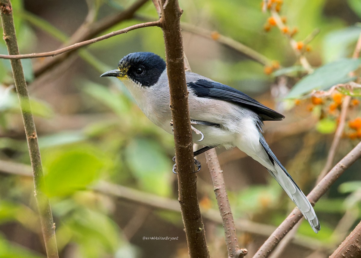 Sibia Cabecinegra - ML619195909