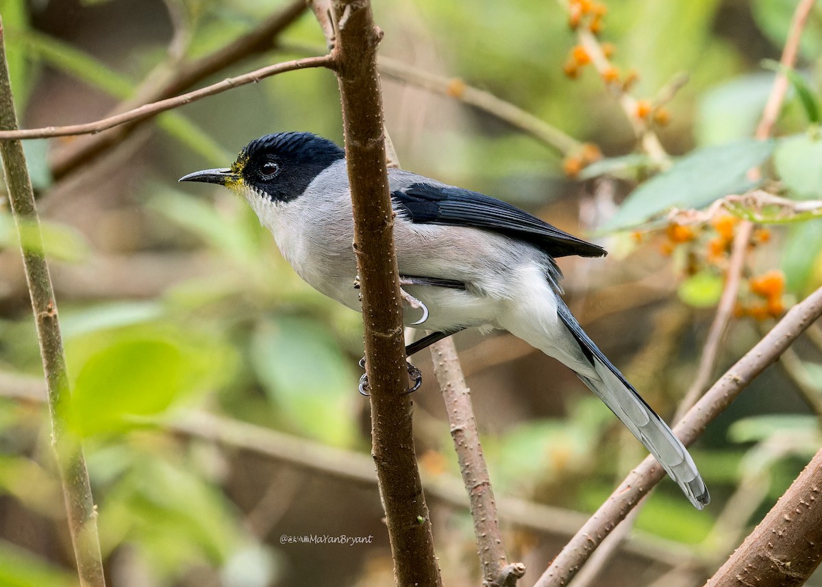 Black-headed Sibia - Ma Yan Bryant