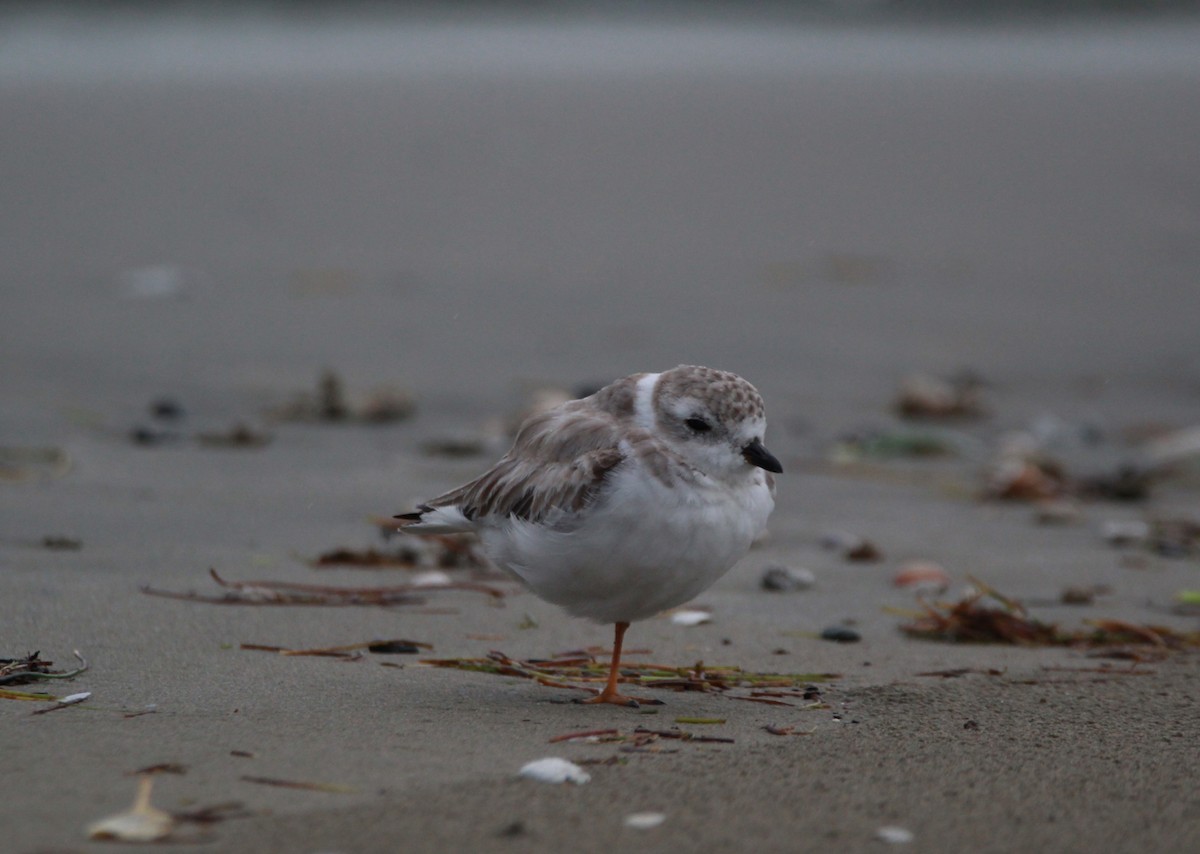 Piping Plover - Emmanuel Gabriel Rivera