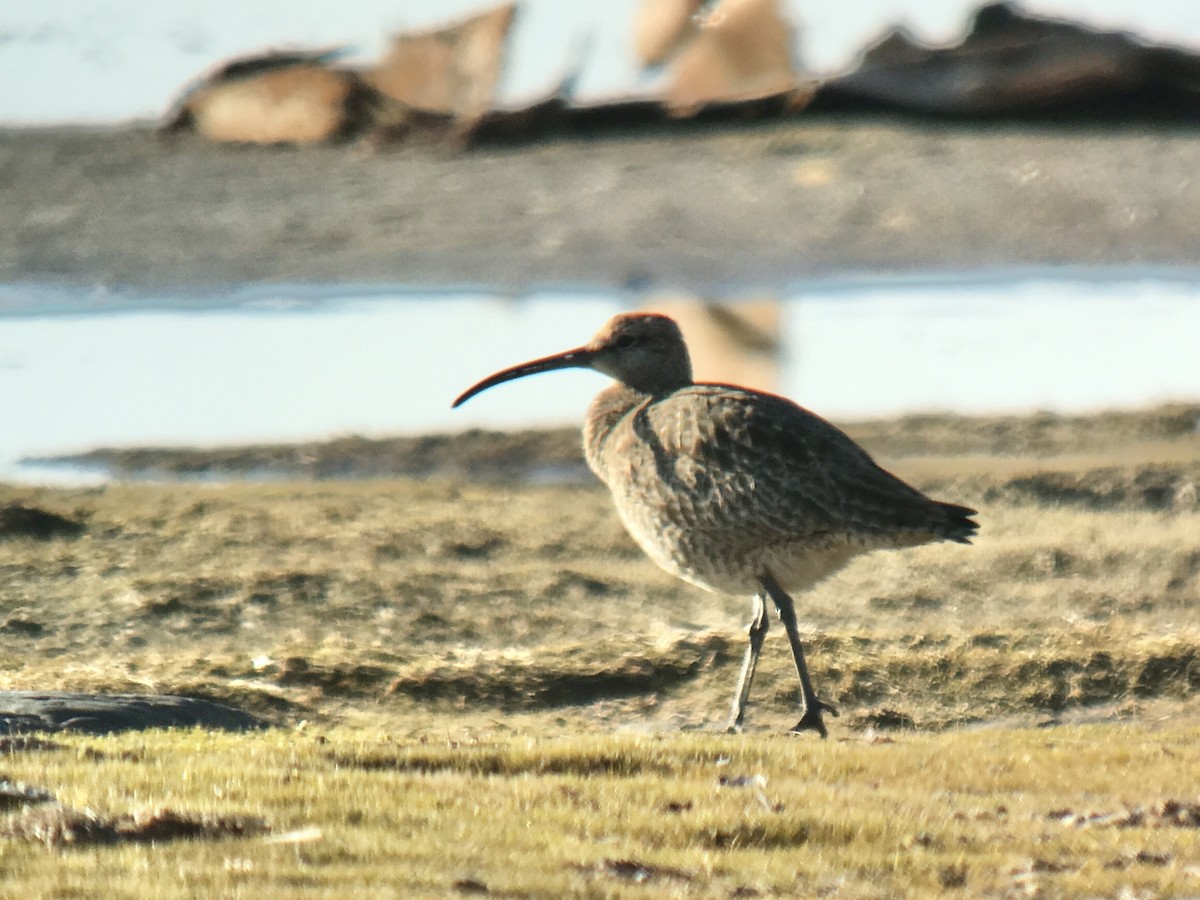 Whimbrel - Reid Hildebrandt