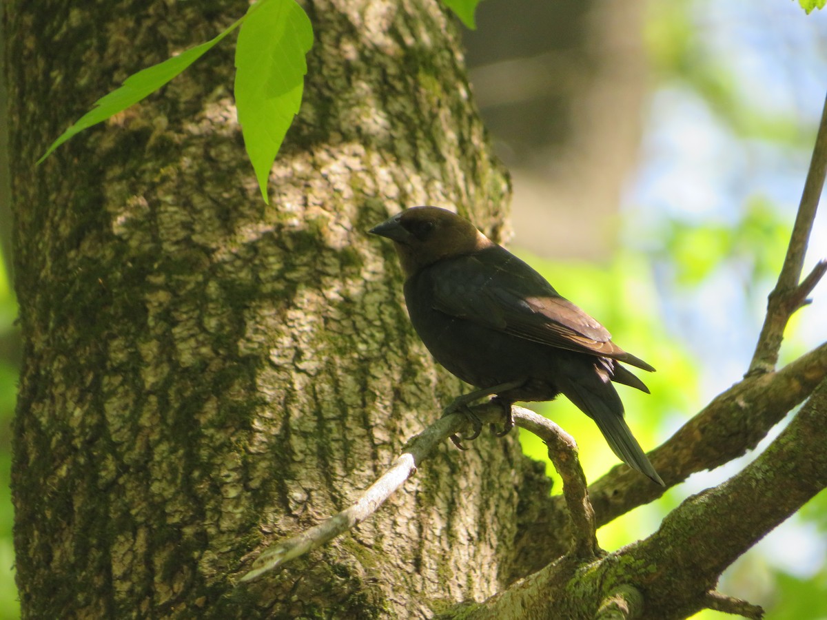 Brown-headed Cowbird - Matthew Thompson