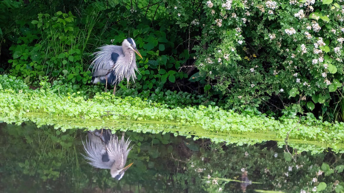 Great Blue Heron - Byron Swift