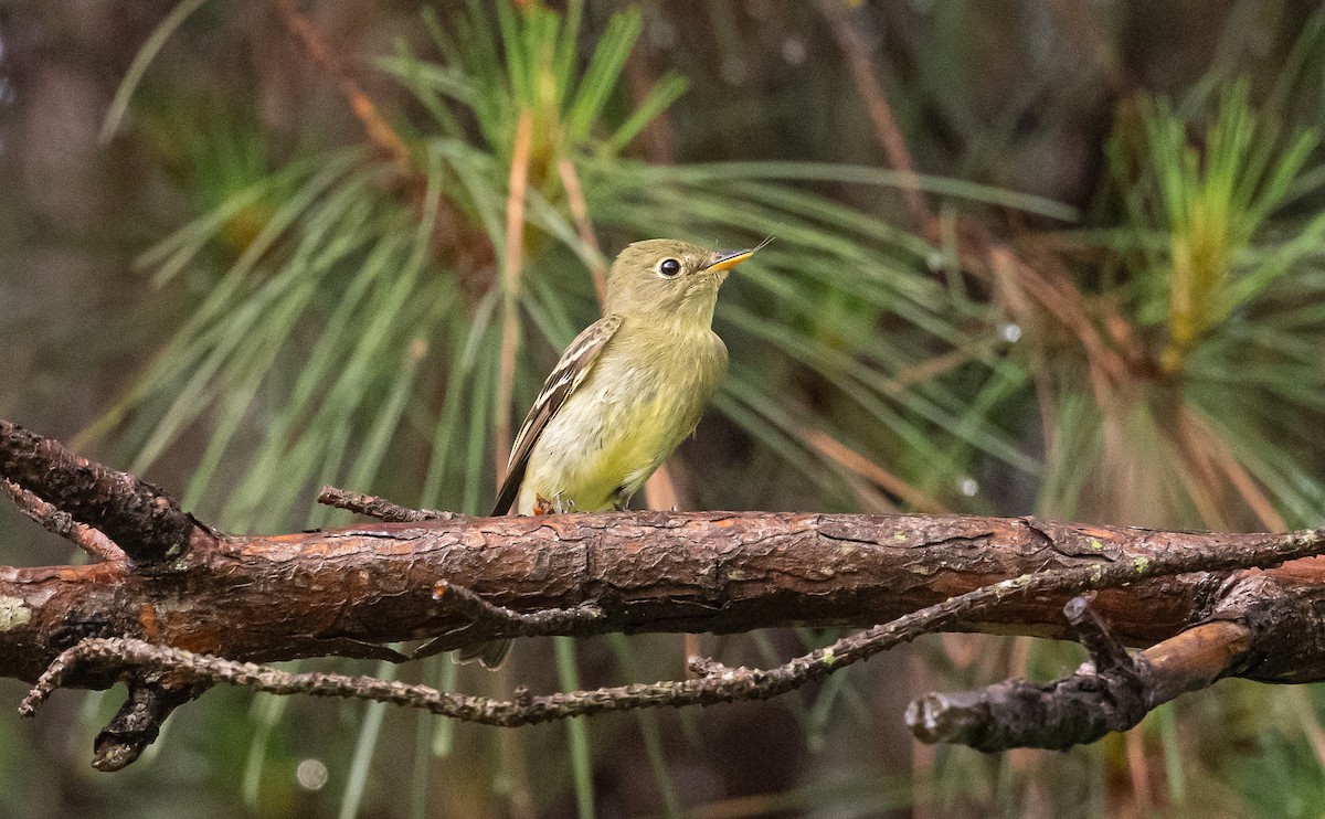 Moucherolle à ventre jaune - ML619195962