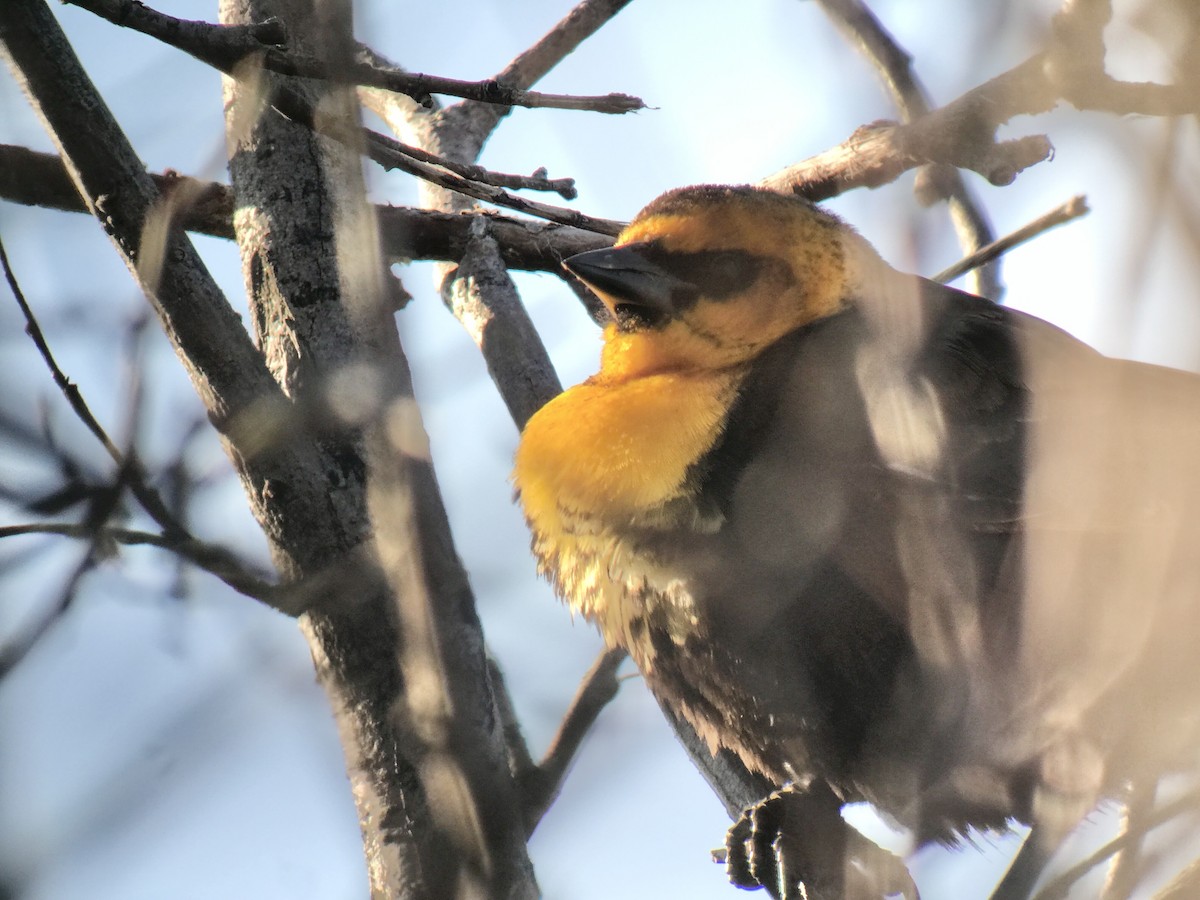 Yellow-headed Blackbird - Reid Hildebrandt