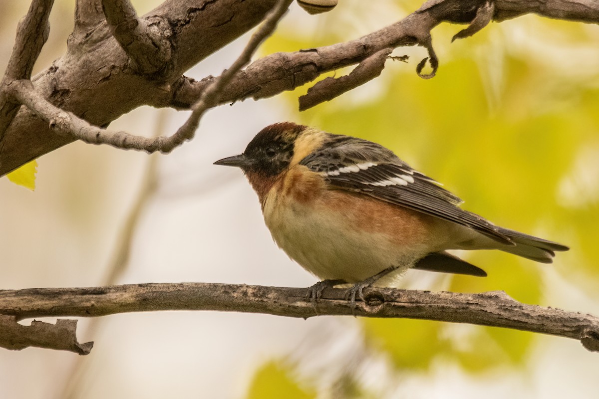 Bay-breasted Warbler - Marc Boisvert