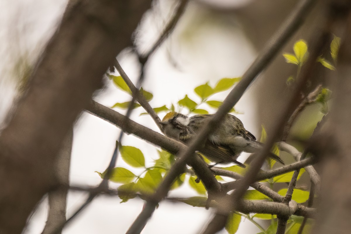 Chestnut-sided Warbler - Marc Boisvert