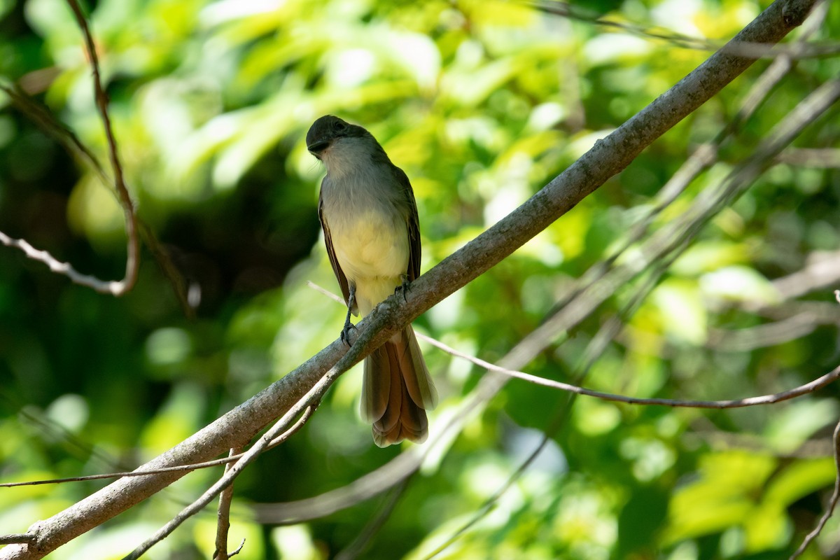 Brown-crested Flycatcher - Steven Rodríguez