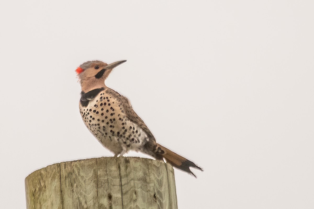 Northern Flicker - Marc Boisvert