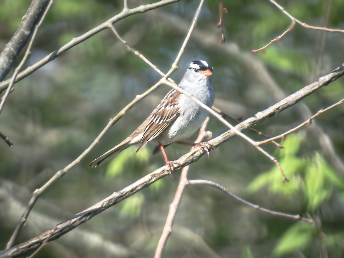 White-crowned Sparrow - Corey Bellis