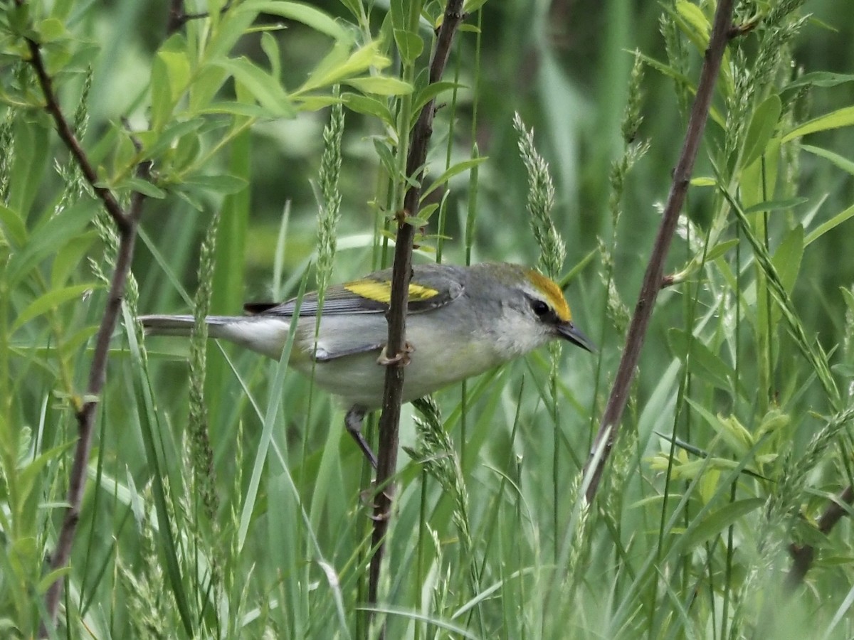Brewster's Warbler (hybrid) - ML619196027