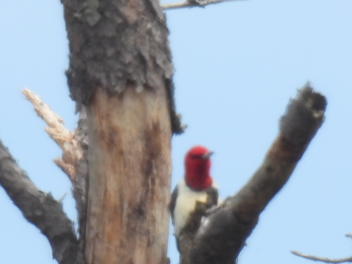 Red-headed Woodpecker - Thomas Moran