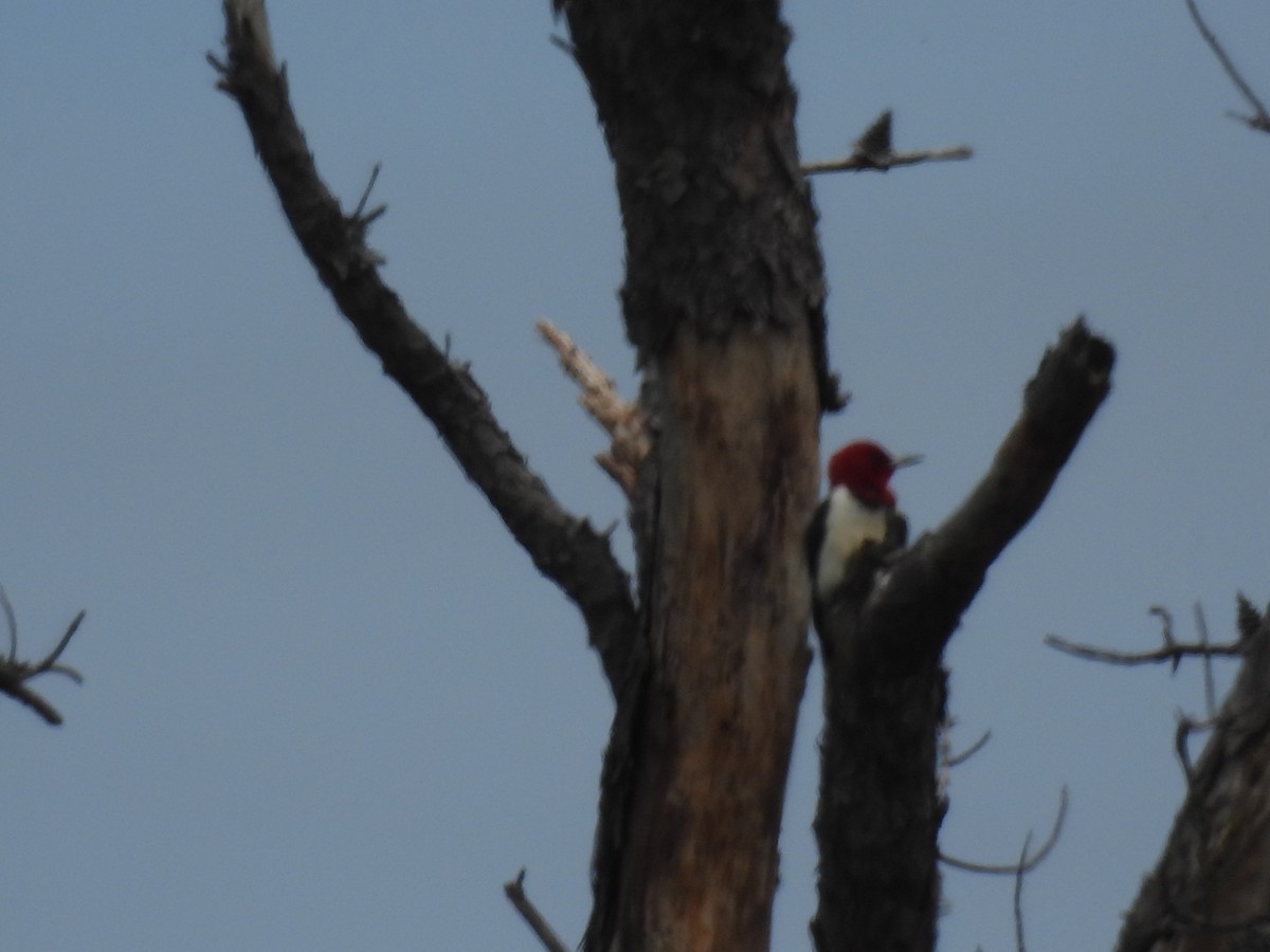Red-headed Woodpecker - Thomas Moran
