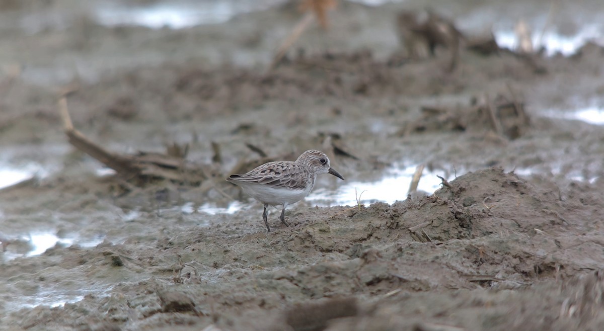 Semipalmated Sandpiper - Travis Young