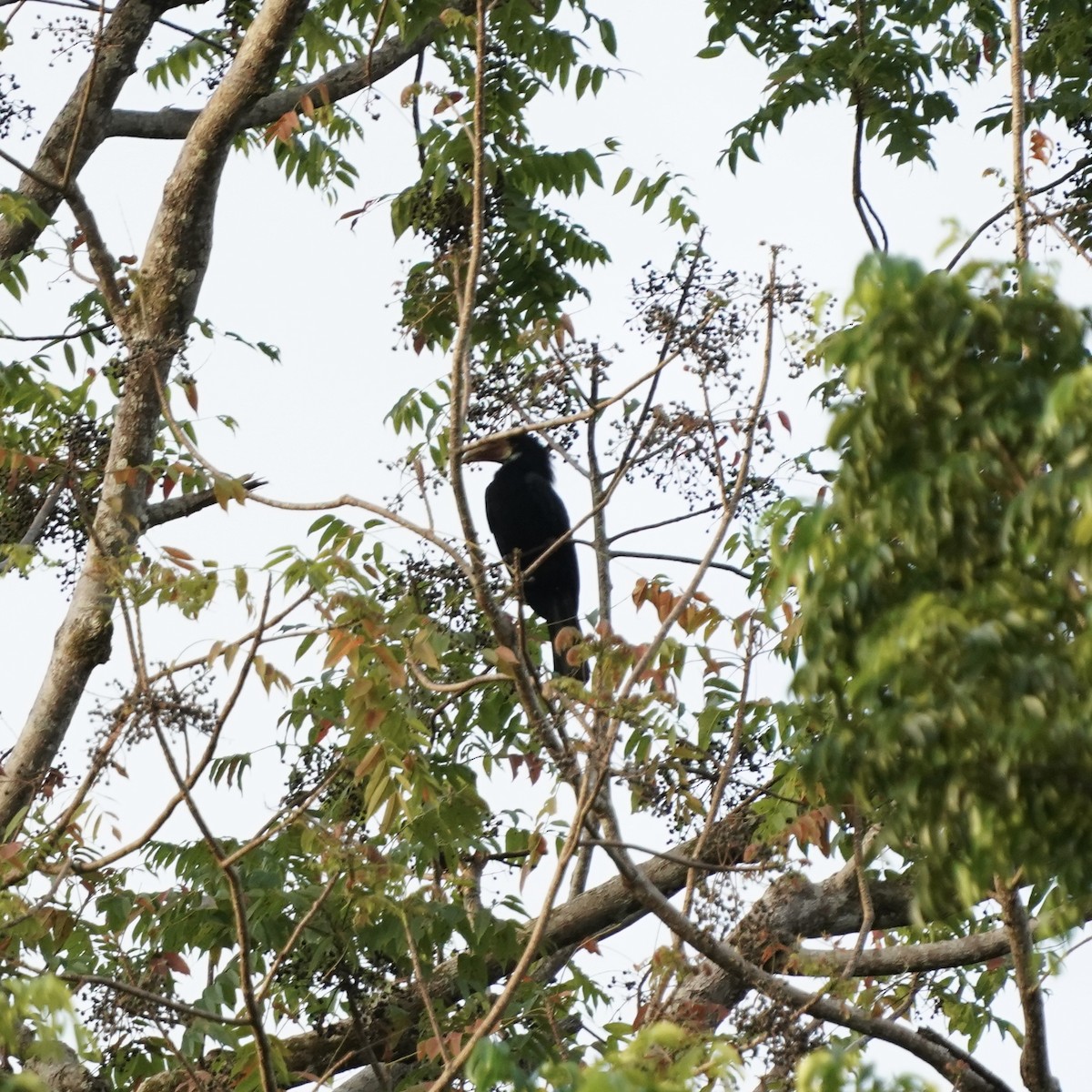 Sumba Hornbill - Simon Thornhill