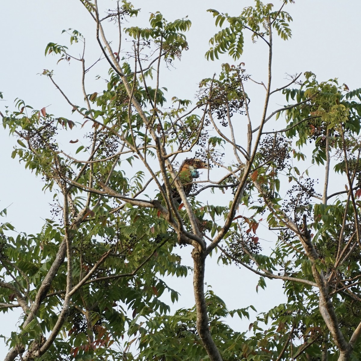 Sumba Hornbill - Simon Thornhill