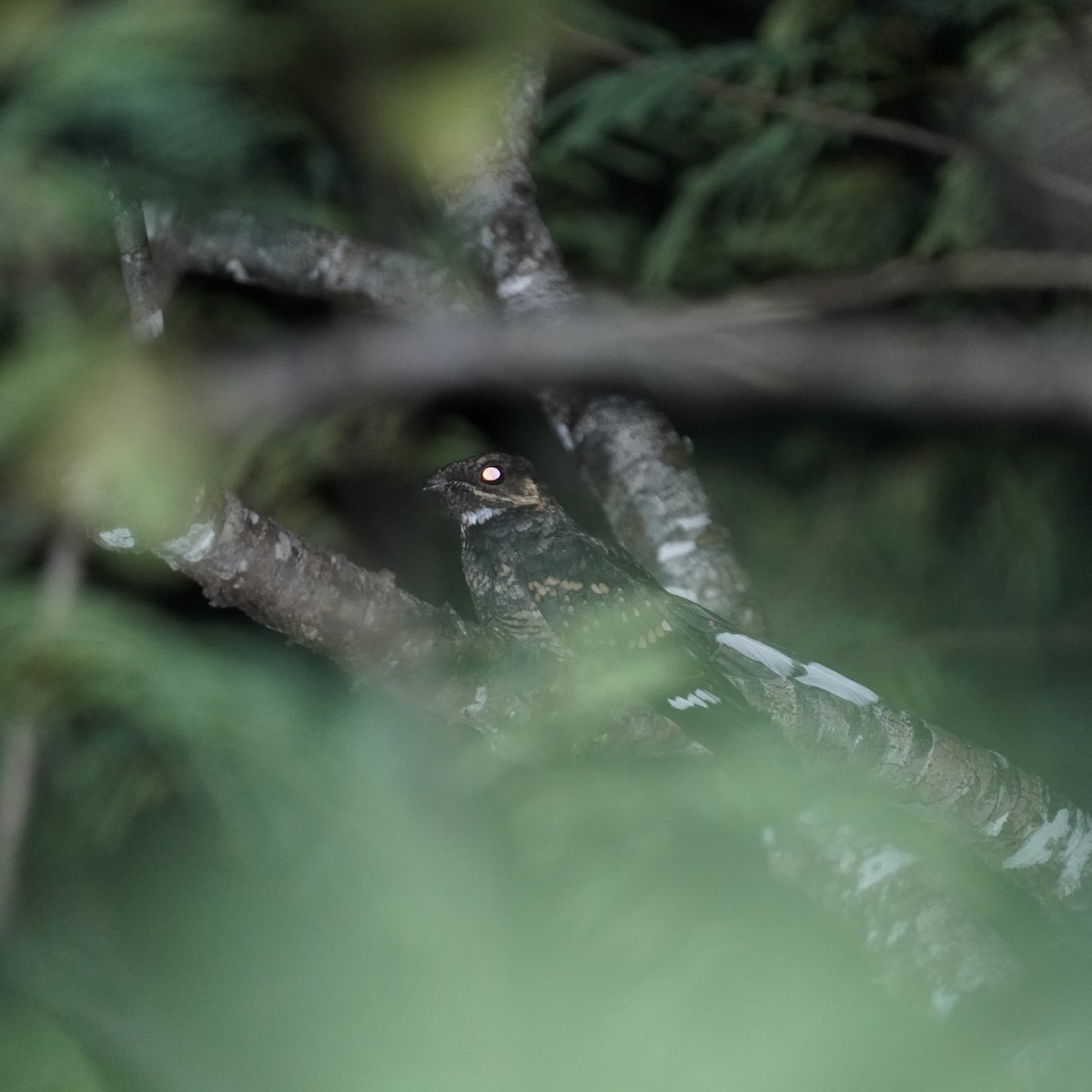 Mees's Nightjar - ML619196083