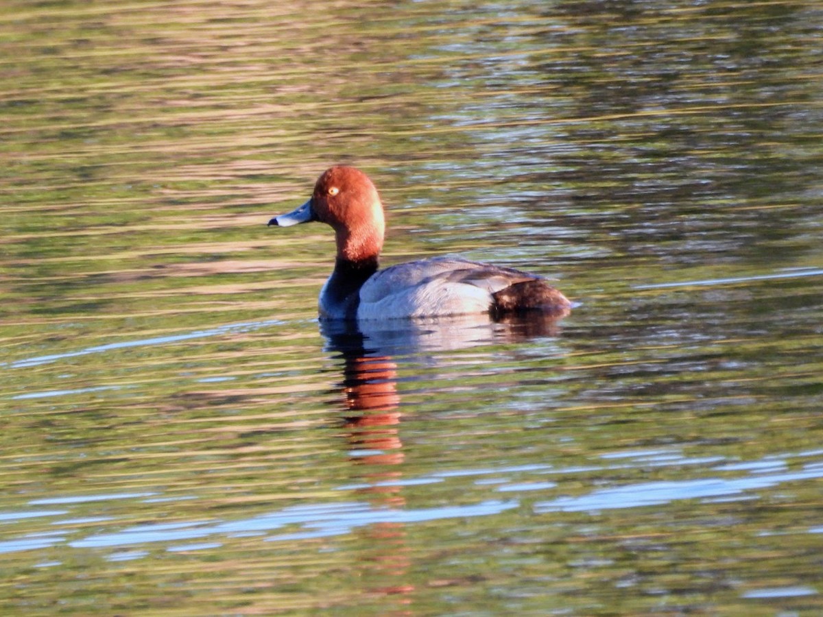 Redhead - ML619196098