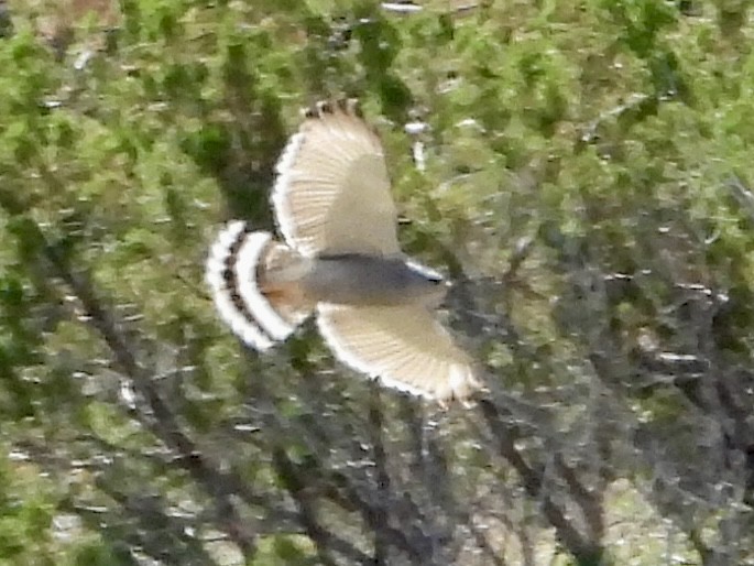 Gray Hawk - John Amoroso