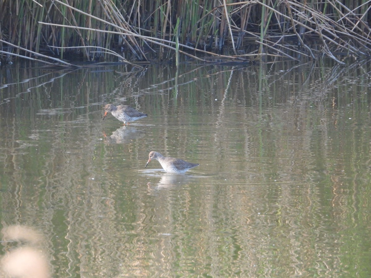 Common Sandpiper - AC Verbeek